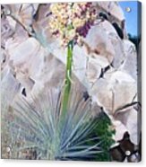 Yucca Grandiflora Acrylic Print