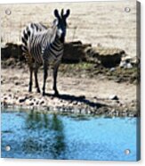 Zebra At The Watering Hole Acrylic Print