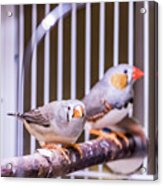 Zebra Finch Pair Acrylic Print