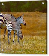 Zebra Mom And Foal Acrylic Print