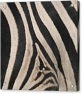 Zebra Stripes Acrylic Print