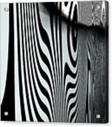 Zebra Trip Acrylic Print