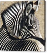 Zebra Twisting Acrylic Print