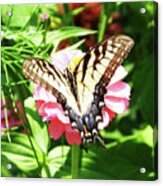 Zinnia 80 Tiger Swallowtail Acrylic Print