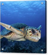 A Loggerhead Sea Turtle Swimming #1 Acrylic Print