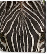 A Plains Zebra In Ngorongoro #1 Acrylic Print