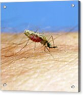 African Malaria Vector Mosquito #1 Acrylic Print