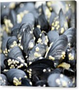 Alaska, Ketchikan, Mussels On Beach #1 Acrylic Print