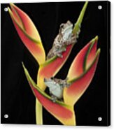 Amazon Milk Frogs On Tropical Stem #1 Acrylic Print