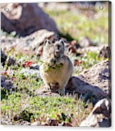 American Pika With A Mouthful #1 Acrylic Print