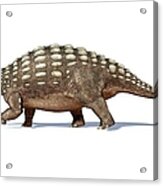 Ankylosaur Dinosaur, Artwork Acrylic Print
