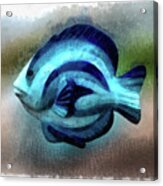 Another Single Angel Fish #1 Acrylic Print