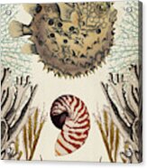 Antiquarian Menagerie - Puffer Fish #1 Acrylic Print