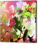 Apple  Blossoms #1 Acrylic Print