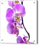 Beautiful Magenta Orchid On White #1 Acrylic Print