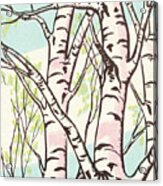 Birch Trees #1 Acrylic Print
