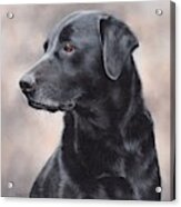 Black Labrador Painting #2 Acrylic Print