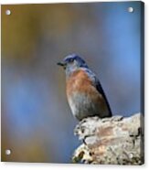 Bluebird Of Happiness 3 #1 Acrylic Print