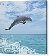 Bottlenose Dolphin Jumping #1 Acrylic Print