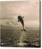 Bottlenose Dolphin Jumping Out Of Water #1 Acrylic Print