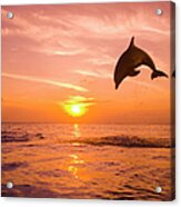 Bottlenose Dolphin Tursiops Truncatus #1 Acrylic Print