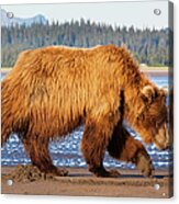 Brown Bears, Lake Clark National Park #1 Acrylic Print