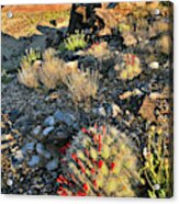 Cacti Bloom On Ruby Mountain #1 Acrylic Print