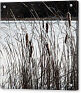 Cattails In Wind And Snow #1 Acrylic Print