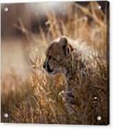 Cheetah (acinonyx Jubatus)). Hoedspruit #1 Acrylic Print