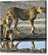 Cheetahs #1 Acrylic Print