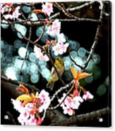 Cherry Blossom #1 Acrylic Print