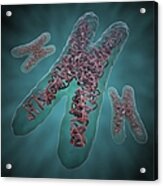 Chromosomes, Artwork #1 Acrylic Print