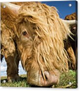Close Up Of A Highland Cow #1 Acrylic Print