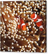 Clownfish In Coral Garden - Southeast #1 Acrylic Print