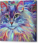 Colorful Long Haired Cat Art Acrylic Print