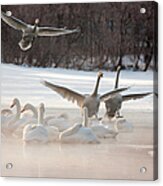 Cygnus Cygnus, Whooper Swans, On A #1 Acrylic Print