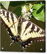 Eastern Tiger Swallowtail  Butterfly Wingspan #1 Acrylic Print