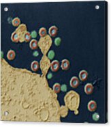 Effect Of Protease Inhibitors On Hiv Tem Acrylic Print