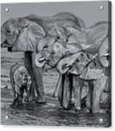 Elephant Family #1 Acrylic Print
