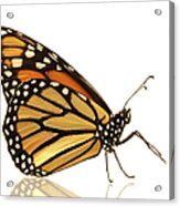 Female Monarch Butterfly Danaus #1 Acrylic Print