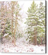 Forest Edge In Snow, Pocono Mountains, Pennsylvania #2 Acrylic Print