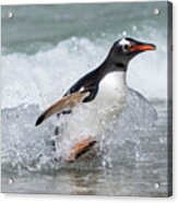 Gentoo Penguin Coming Ashore #1 Acrylic Print