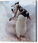 Gentoo Penguins Using A Well Worn #1 Acrylic Print