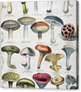 Good And Bad Mushrooms, 1896 #1 Acrylic Print