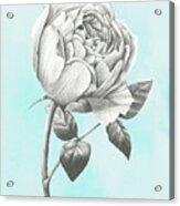 Graphite Rose Ii #1 Acrylic Print