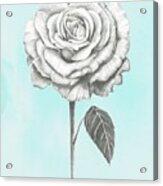 Graphite Rose Iii #1 Acrylic Print