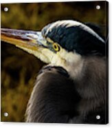 Great Blue Heron #1 Acrylic Print