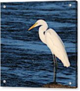 Great Egret - 2 #1 Acrylic Print