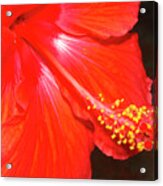 Hibiscus #1 Acrylic Print