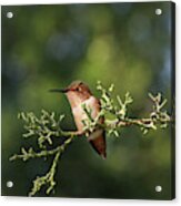 Hummingbird On A Branch #1 Acrylic Print